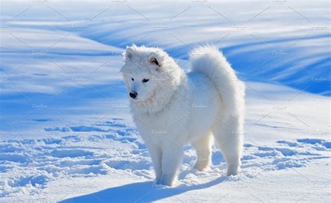 White Puppy Samoyed Dog Containing Animal Blue And Coat High