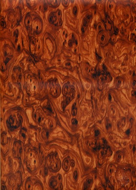 Burl Wood Texture