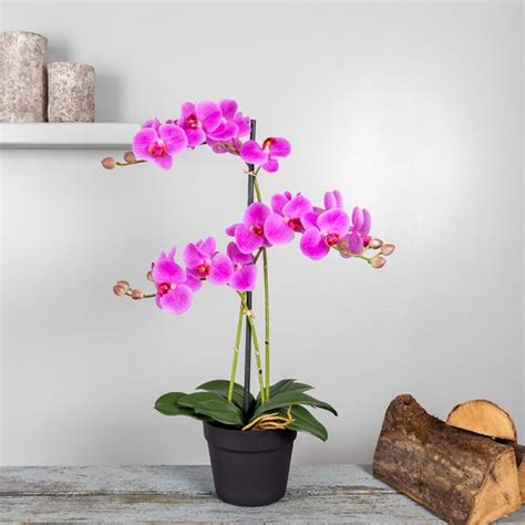 Orchidee Tak Roze Prachtig Mooie Roze Kunst Orchidee
