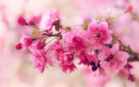 1179x2556px 1080p Free Download Apple Blossoms Love Four Seasons