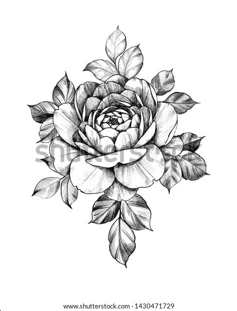Hand Drawn Rose Flower Leaves Isolated 스톡 일러스트 1430471729 Shutterstock