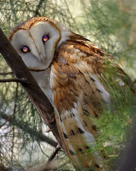 Barn Owl By Hearman Via Flickr Owl Owl Eyes Pet Birds