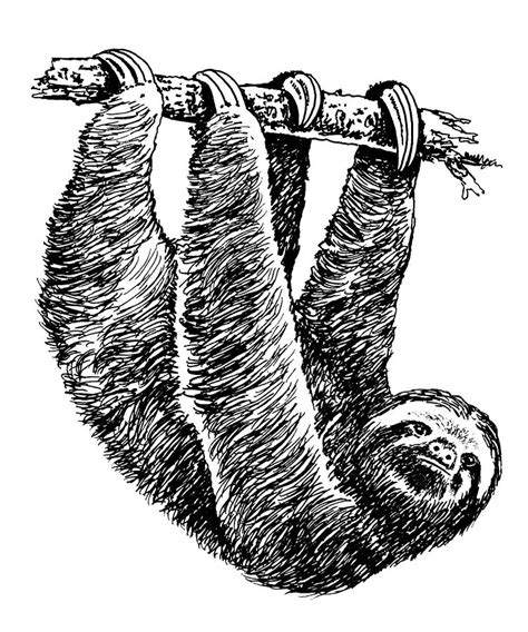 Sloth Drawing By Marc Zev