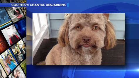 Dog With Human Like Face Becomes Latest Internet Sensation 6abc