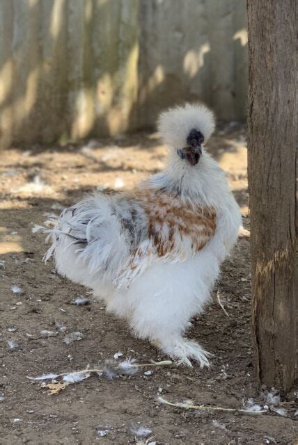 Quality Silkie Silkie Frizzle Bantam And Naked Neck Hot Sex Picture