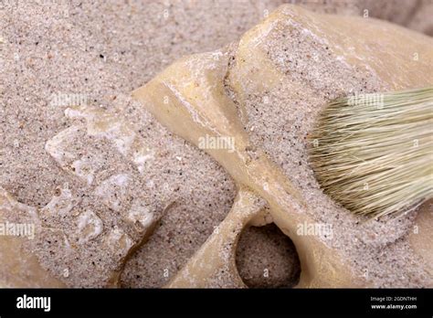 Human Skull In Sand And Brush Closeup Stock Photo Alamy