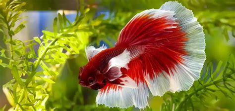 Elephant Ear Betta Dumbo Care Guide Just Fish Things