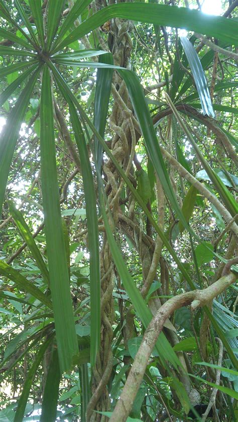 Cara menanam padi yang baik harus dilakukan secara sejajar dan rapi. ZAMRUD TECHNOLOGY: Panorama masuk hutan: Kerat Teras akar ...
