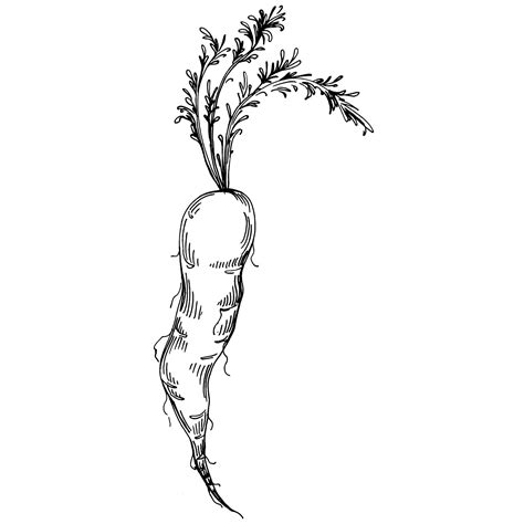 Premium Vector Carrot Isolated Hand Drawn Illustration