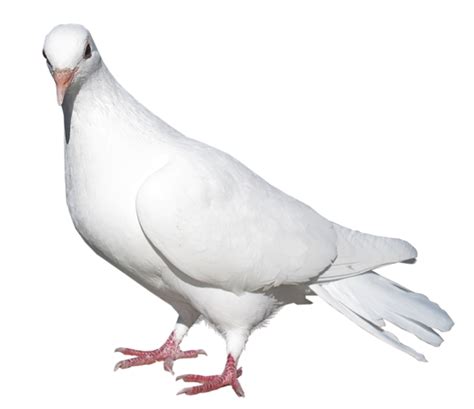 Pigeon Clipart Brid Pigeon Brid Transparent Free For Download On