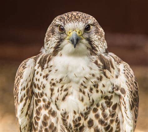 Portrait And Head On View Of Bird Of Captive Bird Of Prey Stock Photo