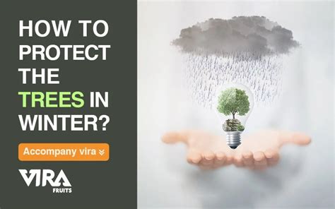 Protect The Trees In Winter