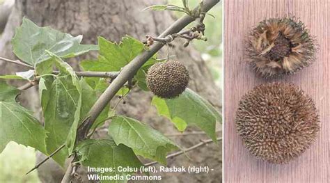 Trees With Spiky Seed Balls With Pictures Identification Guide