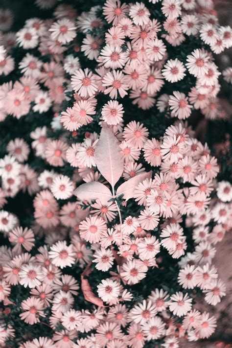 Gambar Bunga Cantik Untuk Wallpaper Foto Modis