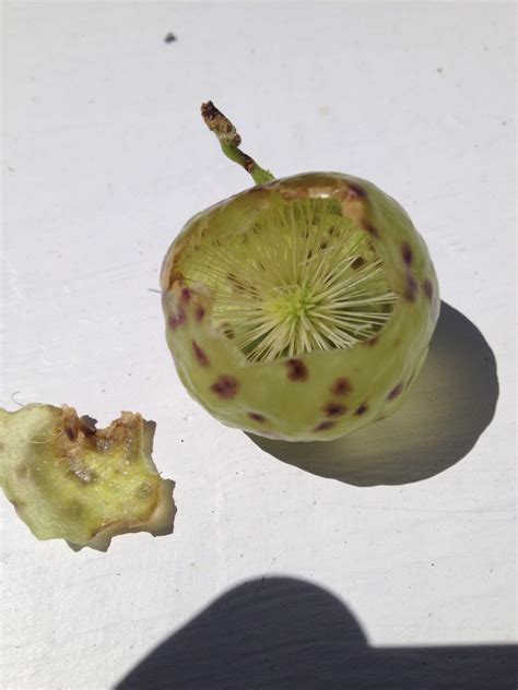 What Is This Green Seed Pod Ask A Naturalist