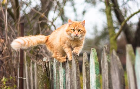 Cats have a hypersensitive sense of smell and certain scents will deter any puss from roaming through your bushes. How to stop cats using your garden for a toilet | Blog at ...