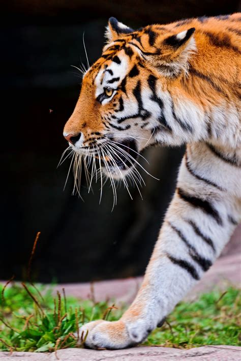 Tiger Tigers Photo 30651677 Fanpop