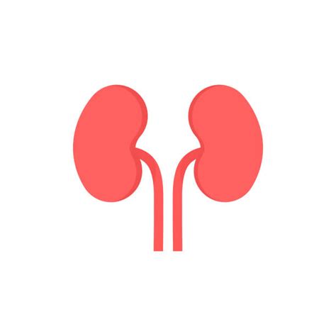 Kidney Stock Photos Pictures And Royalty Free Images Istock
