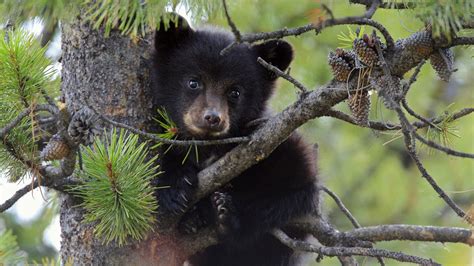 Wallpaper Bear Branch Sit Cub Hd Picture Image