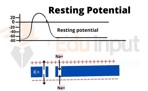 Resting Membrane Potential