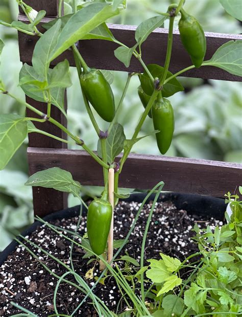 Growing Peppers In Texas Best Peppers To Grow And How To Grow Them