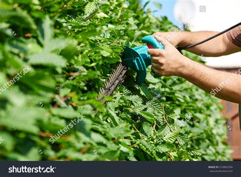 Cutting Hedge Gardening Stock Photo 510802594 Shutterstock