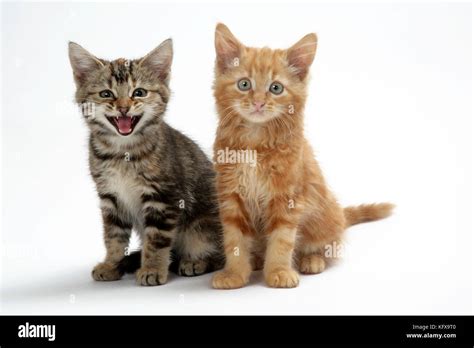 Cat Two Kittens Stock Photo Alamy