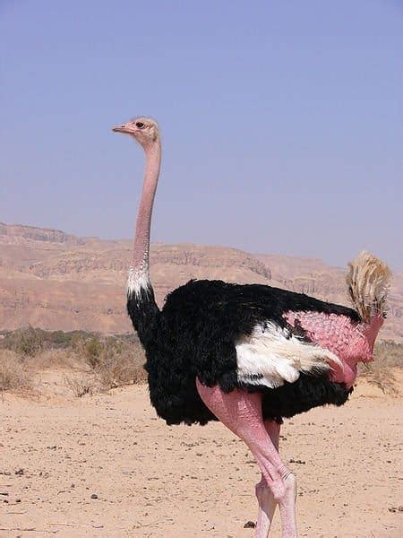 Ostrich Struthio Camelus