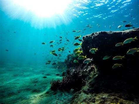 무료 이미지 바다 대양 물의 암초 스노클 서식지 바닷 속에 수상 스포츠 해양 생물학 수중 다이빙 산호초