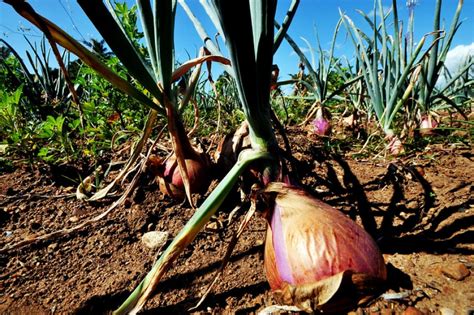 Partes De La Cebolla Huerto En Casa