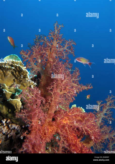 Spiny Splendor Coral Stock Photo Alamy