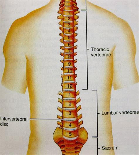 Getting to know backbone's backbone. Lower Back Pain | The Thoracic Fix - Therapeutic Personal ...