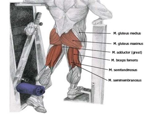 Most modern anatomists define 17 of these muscles, although some additional muscles may sometimes be considered. Standing Hip Extension • Bodybuilding Wizard