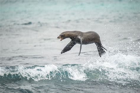 Galapagos Sea Lion Jumping Out Of Ocean Stock Image C0519620