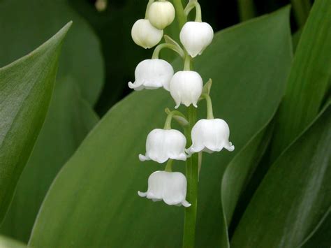 Convallaria Majalis Lily Of The Valley World Of Flowering Plants