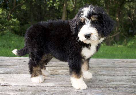 Both dogs are strong and smart—a proud legacy of their working roots. Bernedoodle Puppies for Sale,Tri Color & Mini Bernedoodle ...