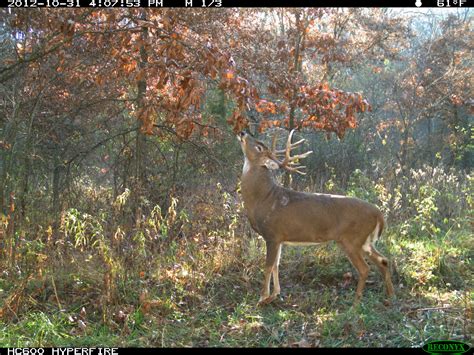 Deer Food Plots Bartyllas Whitetail Habitat Plans