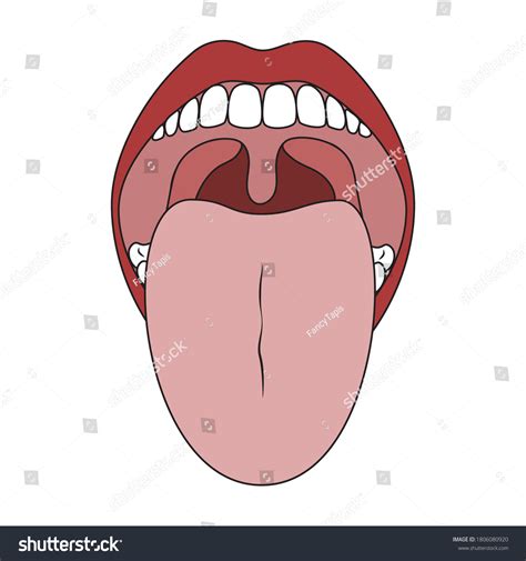 Human Mouth Tongue Oral Cavity Isolated Stock Vector Royalty Free