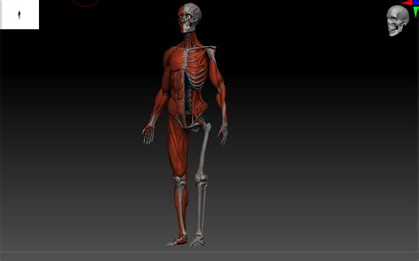 Skeleton Muscles Study 3d Model Turbosquid 1532554