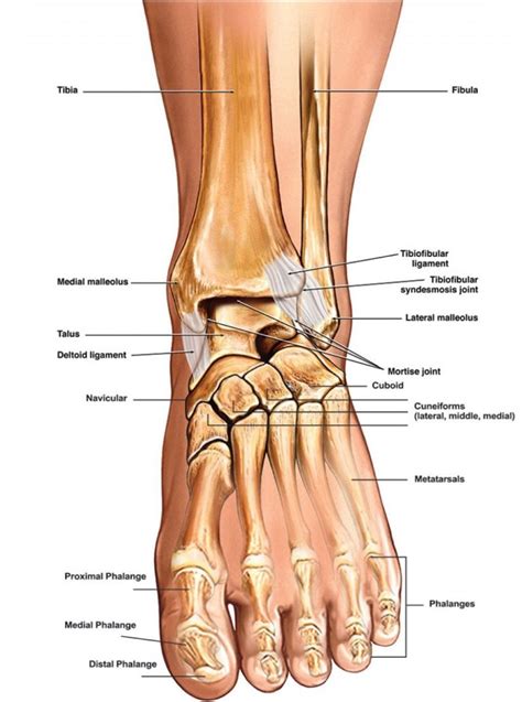 Ankle Diagrams Diagrams Images And Photos Finder
