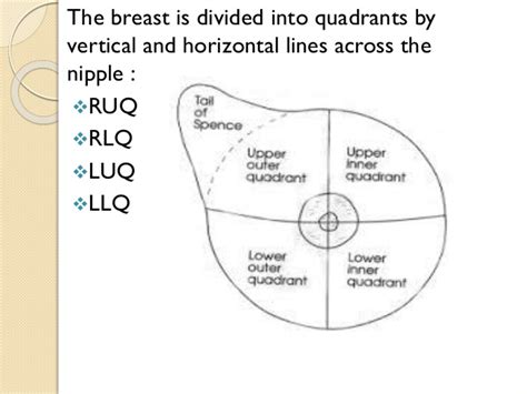 10.03.2021 · breast anatomy quadrants : Breast cancer