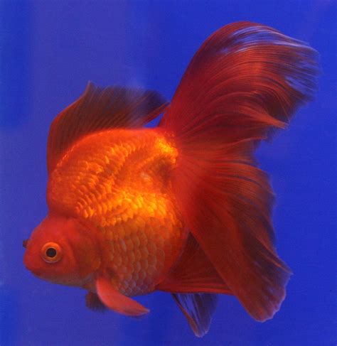 Filegoldfish Ryukin Wikipedia