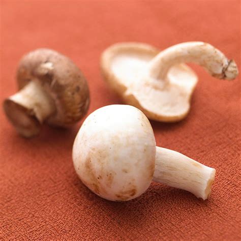 Cleaning portobello mushrooms is easy and doesn't require a drop of water! How to Clean Mushrooms