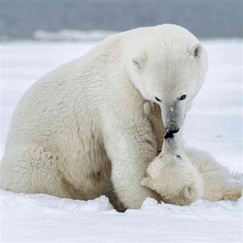 Polar Bear Defenders Of Wildlife