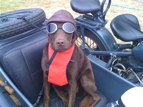 Riding With Style Biker Dog Moped Motorcycle Goggles Sidecar