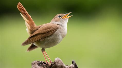 The Scientific Theories Why Birds Wake Up And Chirp So Early