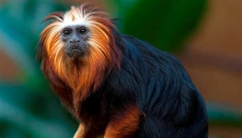 La Realidad De Tener Un Mono Mascota 25 Especies Con Fotos