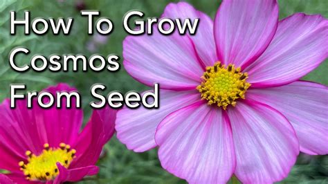 How To Grow Cosmos From Seed How To Prune For More Flowers And