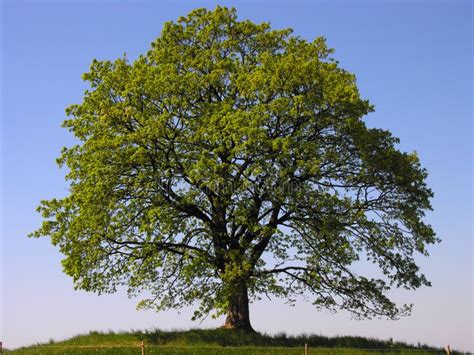 Samotne Drzewo Zdjęcie Stock Obraz Złożonej Z Samotnie 2513662
