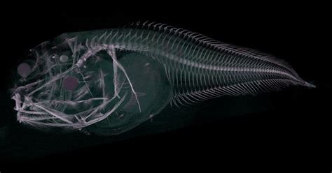 Scientists Discovered 3 New Sea Creatures In The Ultra Deep Pacific Ocean